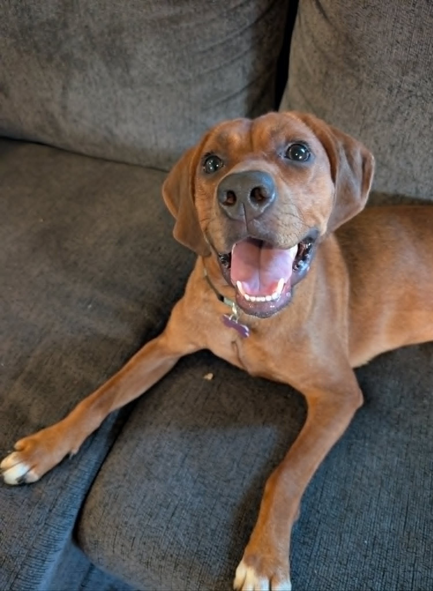 A brown dog on a couch.
